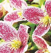 Image result for Winter Flowering Clematis