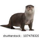 Image result for 4S Otter