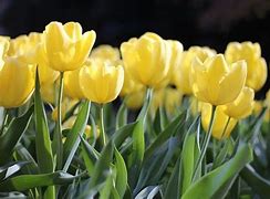 Image result for Hoa Tulip Vang