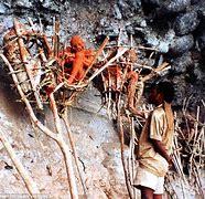 Image result for Papua New Guinea Mummies
