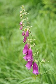 Image result for Common Foxglove