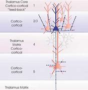 Image result for Pyramidal Cells Function