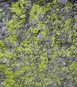 Image result for Moss Rock Art