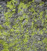 Image result for Rock Cap Moss