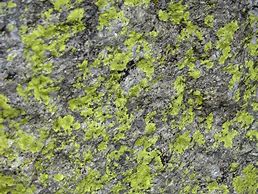 Image result for Moss and Rock Texture