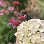 Bildergebnis für Hydrangea arborescens Marshmallow