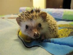 Image result for Baby Hedgehog Hoglet