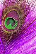 Image result for Beautiful Pink Peacock Feather