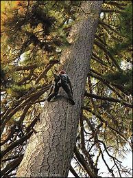 Image result for Tallest Pine Tree in the World