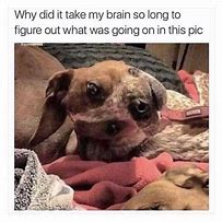 Image result for Big Brain Mutt Meme