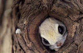 Image result for Funny Hiding in a Tree