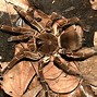 Image result for Goliath Bird Eating Spider Top-Down