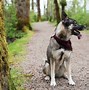 Image result for Alaskan Husky Dog Breed
