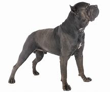 Image result for Cane Corso Dog Collar