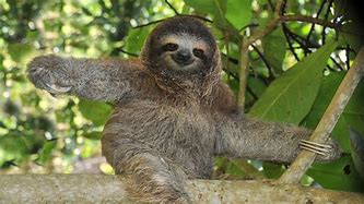 Image result for Sloth Arms
