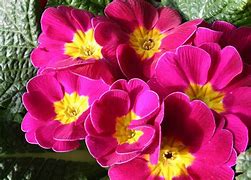 Image result for Primula vulgaris