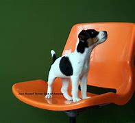 Image result for Funny Jack Russell Puppies