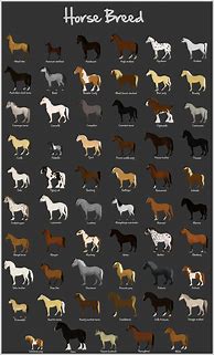 Image result for Racing Horse Breeds