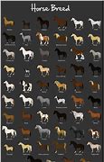Image result for English Horse Breeds