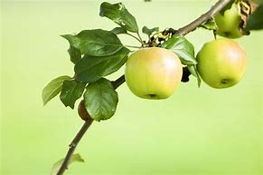 Image result for Apple and Tree