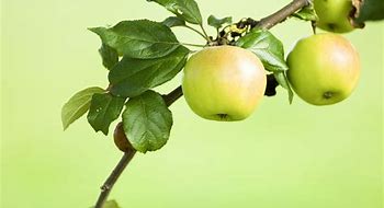 Image result for Cran Apple Tree