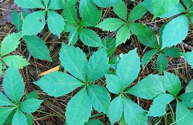 Image result for Ivy Creeper