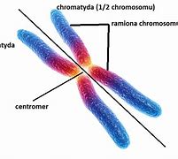 Image result for chromosom_8