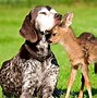 Image result for Animal Best Friends Aesthetic