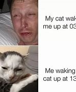 Image result for Funny Cat Memes 1