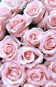Image result for Light Pink Flowers