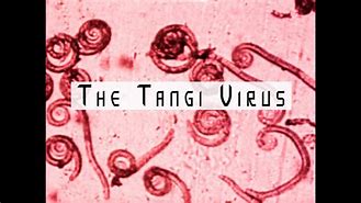Image result for Tangi Virus Meme