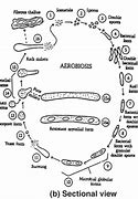 Image result for aerobiosis