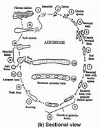 Image result for aedobiosis