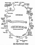 Image result for aerobuosis
