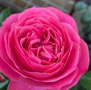 Image result for Rosa Leonardo da Vinci (r)