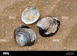 Image result for Quahog Clam Art