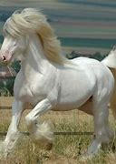 Image result for Good Horse Breeds
