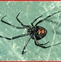 Image result for African Brown Widow Spider