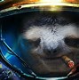 Image result for Sloth Wallpaper 1080P