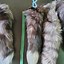 Image result for Silver Fox Tail