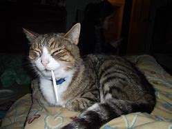 Image result for Stoned Cat Meme