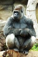 Image result for Simian Gorilla