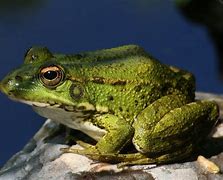 Image result for Adolt Froglet