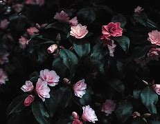 Image result for Teal Flowers iPhone Wallpaper