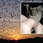 Image result for Bats Eating Bugs