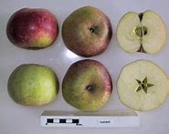 Image result for Nanny Apple Tree