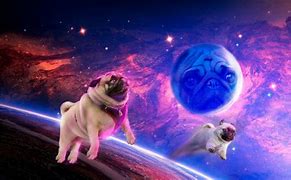 Image result for Galaxy Pugs Play