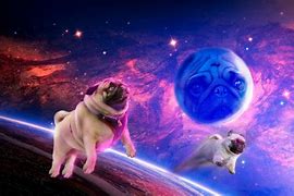 Image result for Galaxy Pug