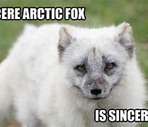 Image result for Arctic Fox Memes