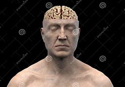 Image result for Human Brain Anatomy Diagram